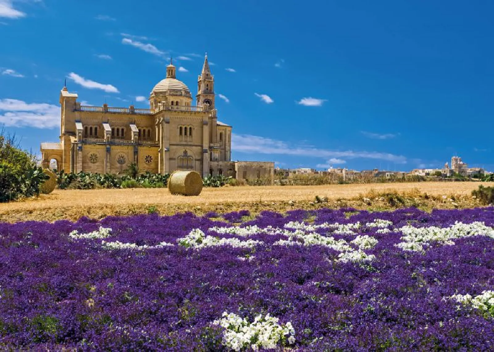 Ta' Pinu Basilica on Gozo standing behind a field of purple flowers